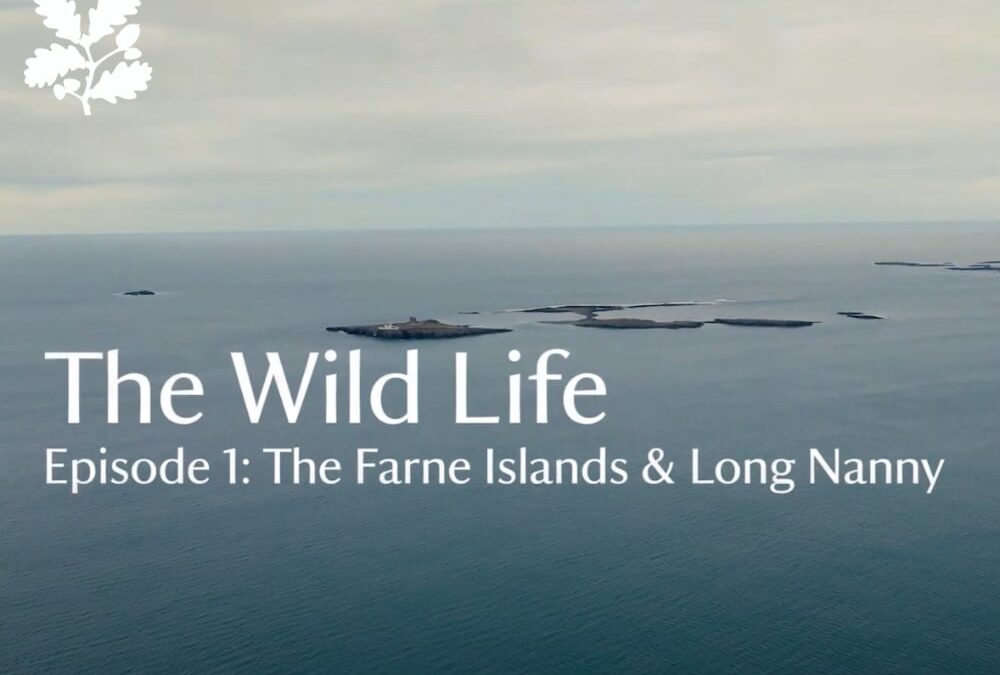 National Trust – The Wild Life